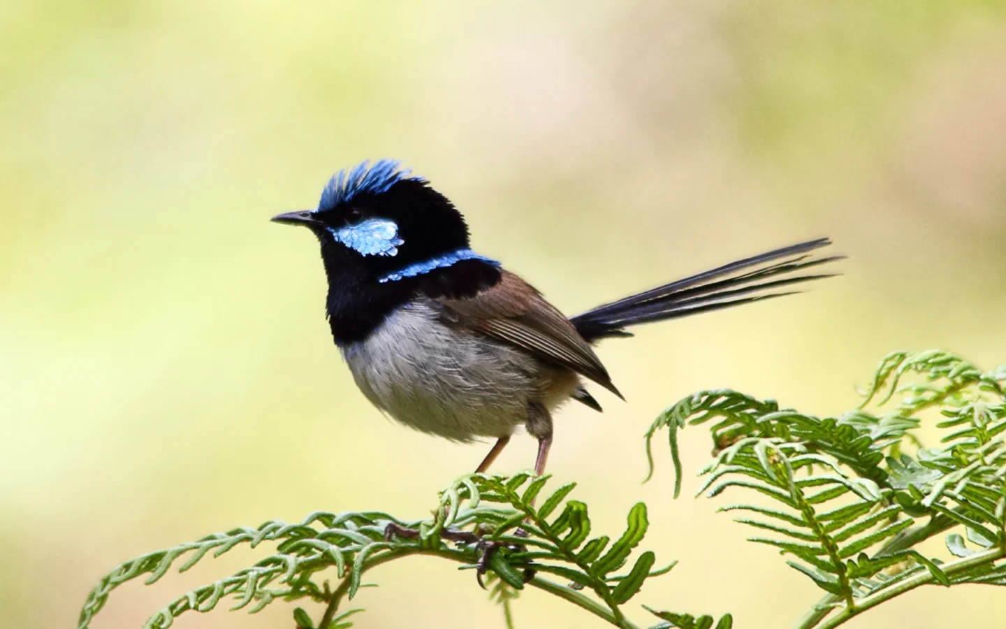 Male Superb Fairywren with bright blue crown and black facial markings
