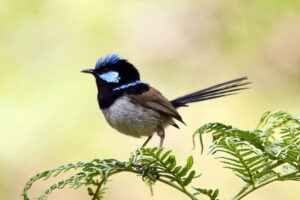 Male Superb Fairywren with bright blue crown and black facial markings