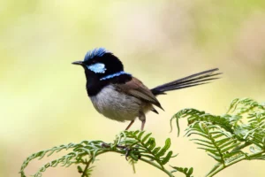 Male Superb Fairywren with bright blue crown and black facial markings