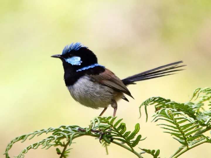 Male Superb Fairywren with bright blue crown and black facial markings
