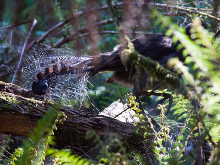 Superb Lyrebird in Australia showing key identification features