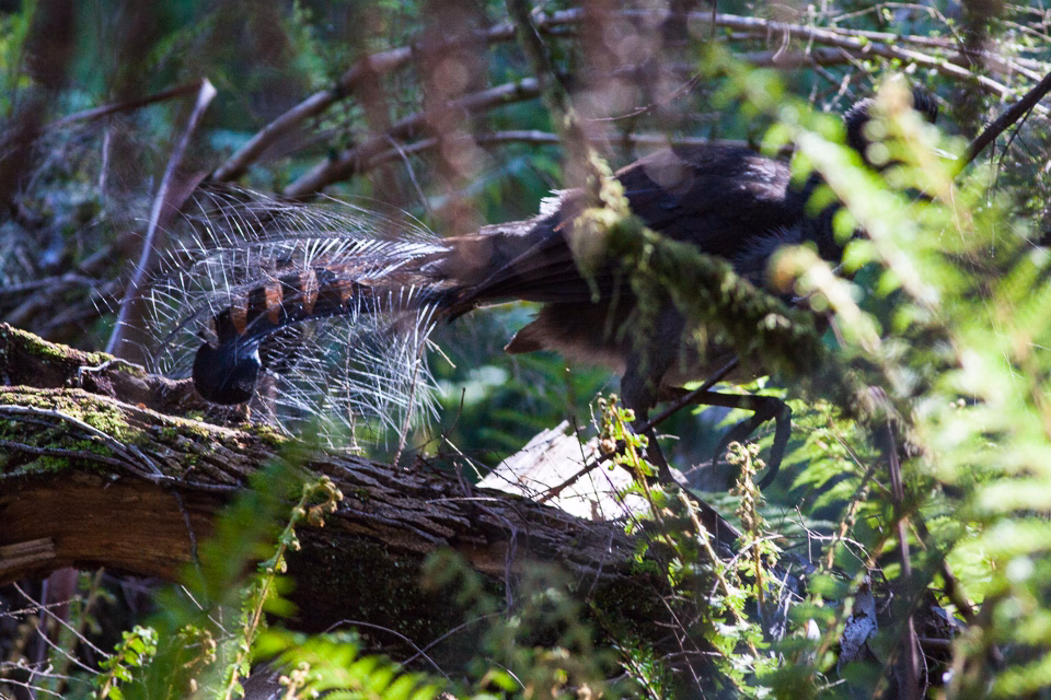 Superb Lyrebird in Australia showing key identification features