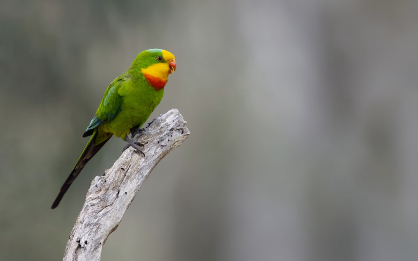 Superb Parrot in Australia showing key identification features: large long-tailed green parrot; adult males show a yellow face and throat with a red forehead and throat band, while females are duller green.