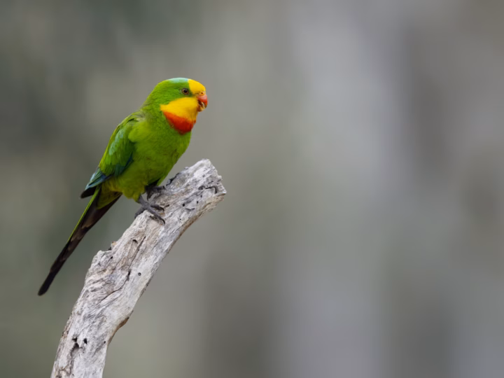 Superb Parrot in Australia showing key identification features: large long-tailed green parrot; adult males show a yellow face and throat with a red forehead and throat band, while females are duller green.