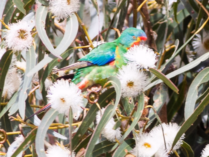 Swift Parrot in Australia showing key identification features