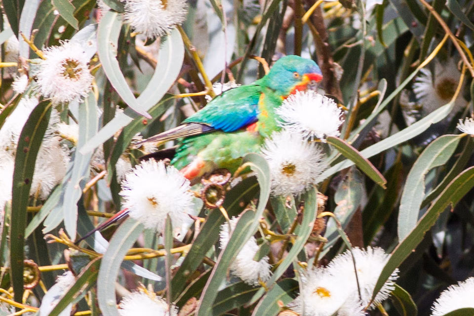 Swift Parrot in Australia showing key identification features