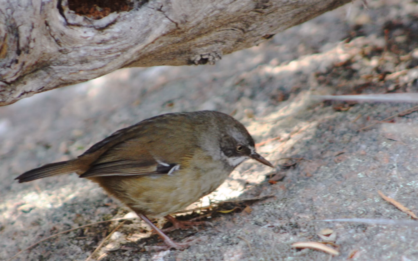 Tasmanian Scrubwren showing key identification features
