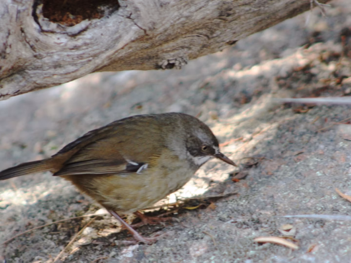 Tasmanian Scrubwren showing key identification features