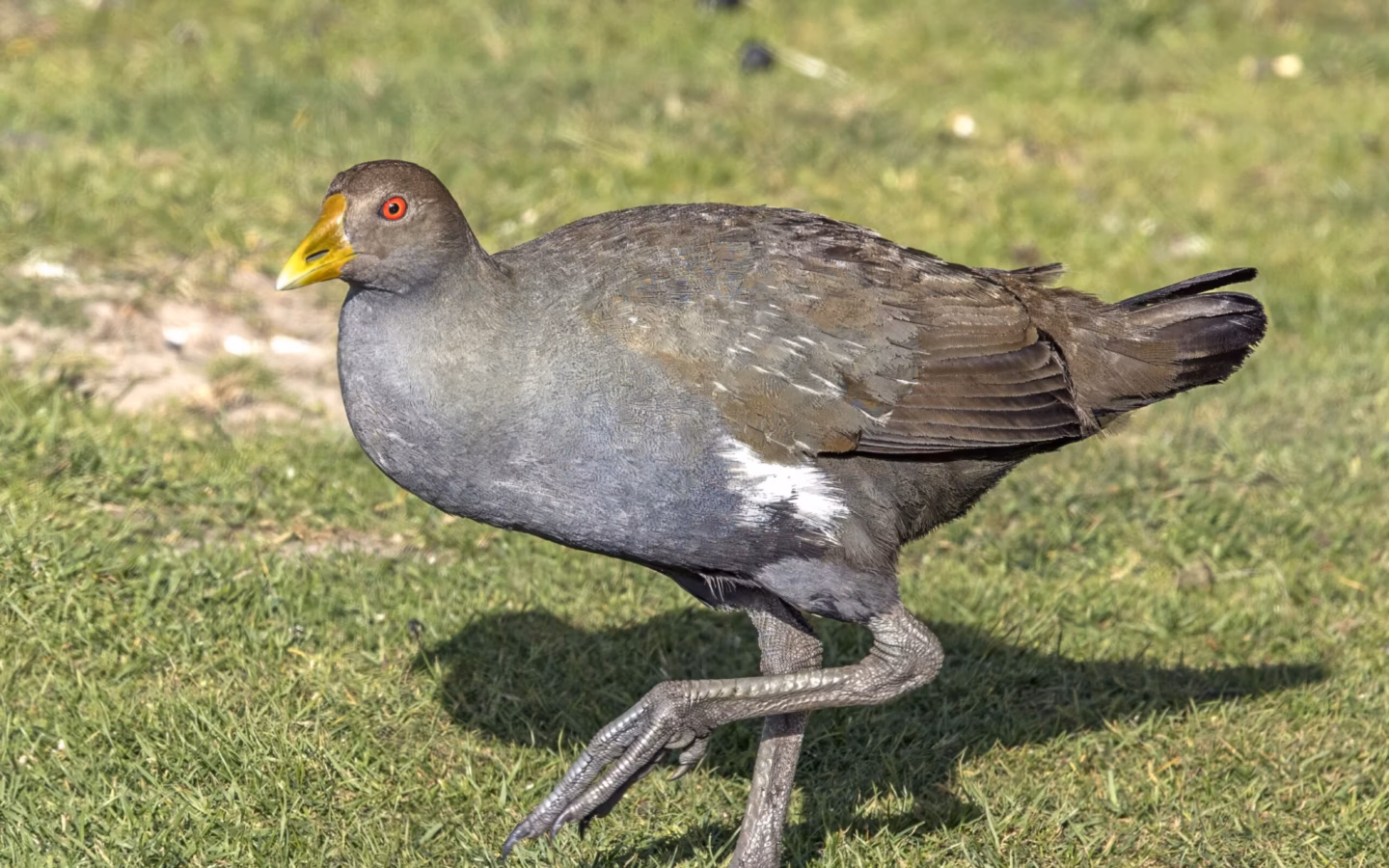 Tasmanian Nativehen in Australia showing key identification features