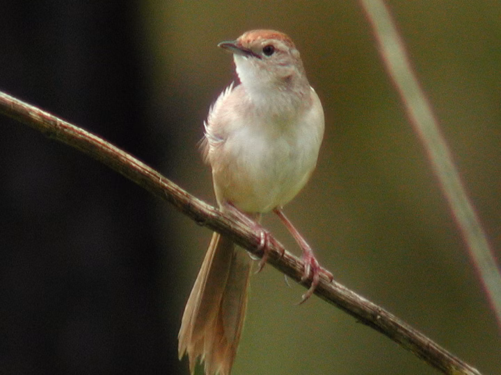 Tawny Grassbird perched among vegetation, showing its warm brown streaked plumage, pale underparts and long tail