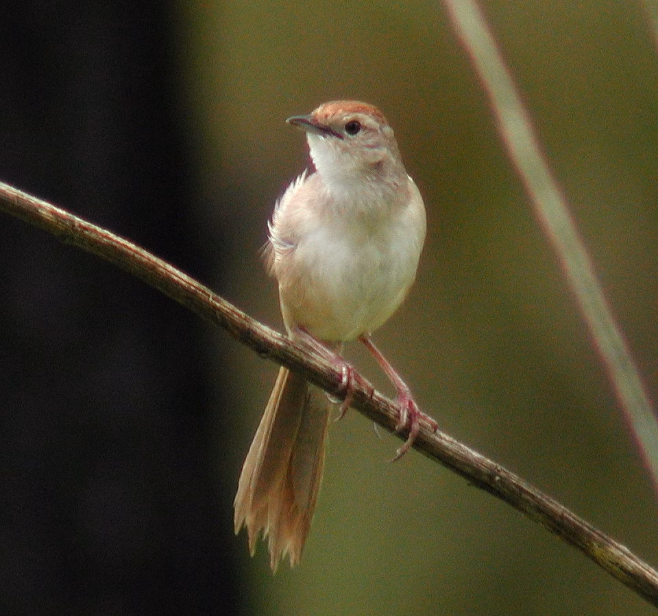 Tawny Grassbird perched among vegetation, showing its warm brown streaked plumage, pale underparts and long tail