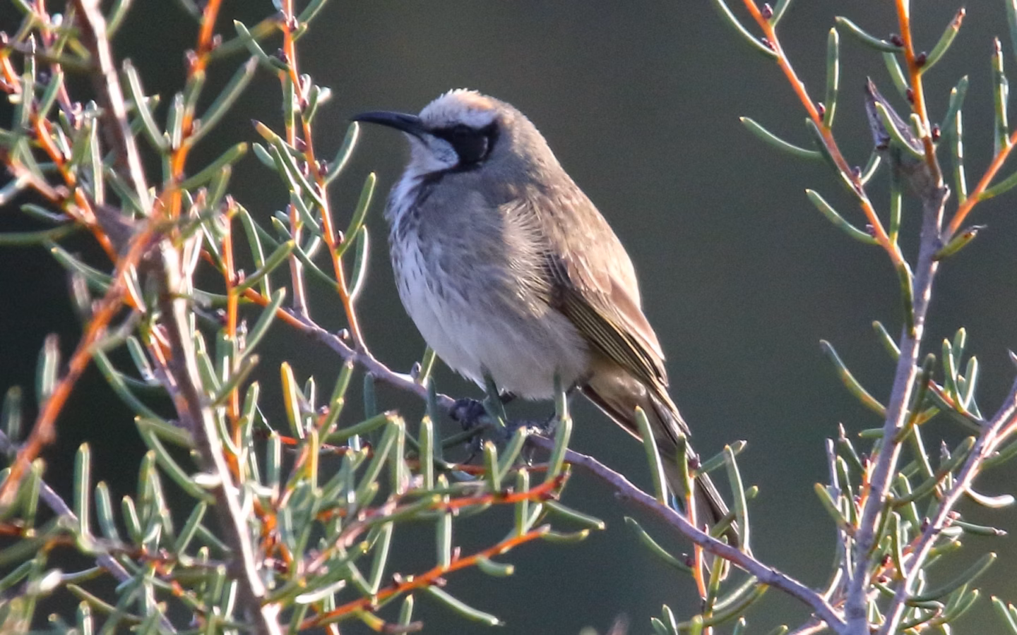 Tawny-crowned Honeyeater in Australia showing key identification features: brownish honeyeater with a tawny crown, pale facial stripe, dark eye-line and pale underparts; often seen low in heath rather than high in forest canopy.