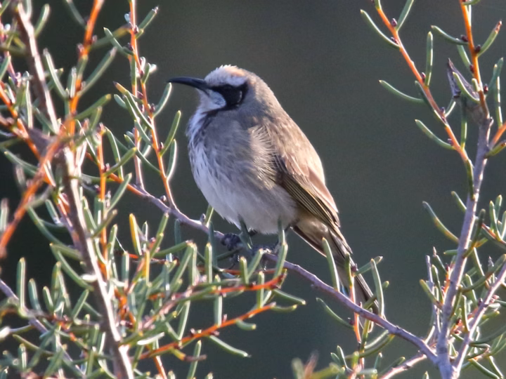 Tawny-crowned Honeyeater in Australia showing key identification features: brownish honeyeater with a tawny crown, pale facial stripe, dark eye-line and pale underparts; often seen low in heath rather than high in forest canopy.