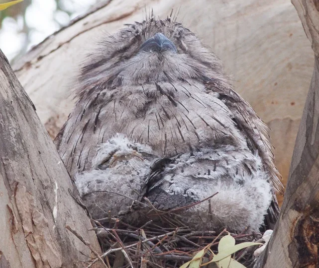 Tawny Frogmouth with mottled grey-brown plumage and broad flattened bill