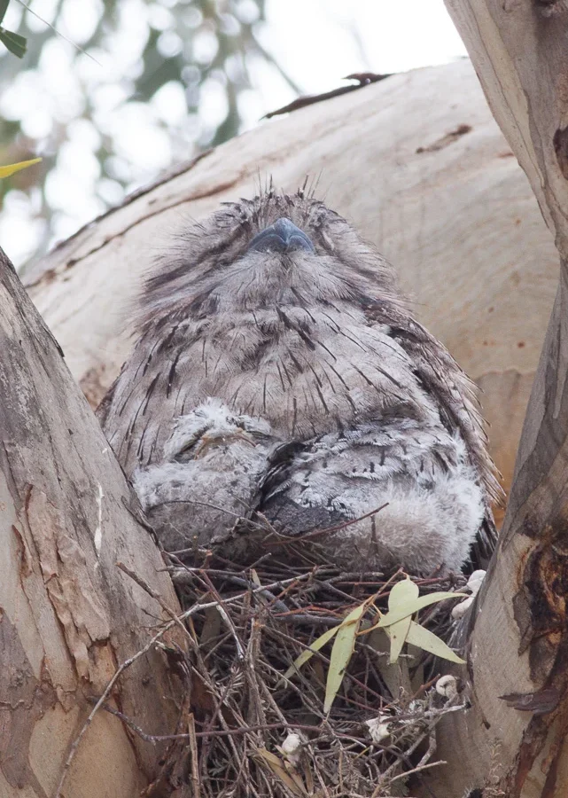 Tawny Frogmouth with mottled grey-brown plumage and broad flattened bill