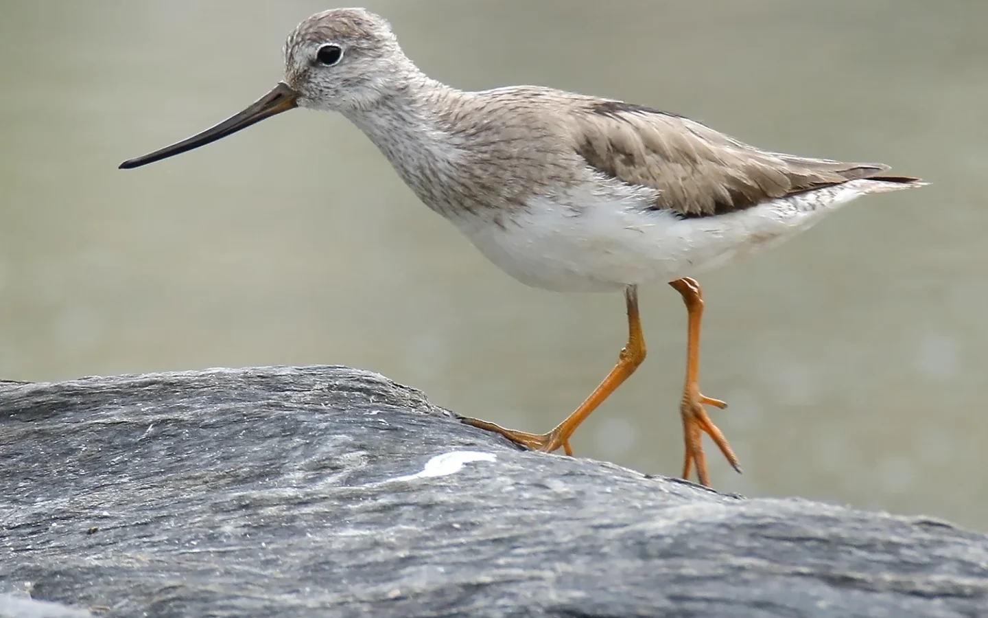 Terek Sandpiper showing key identification features