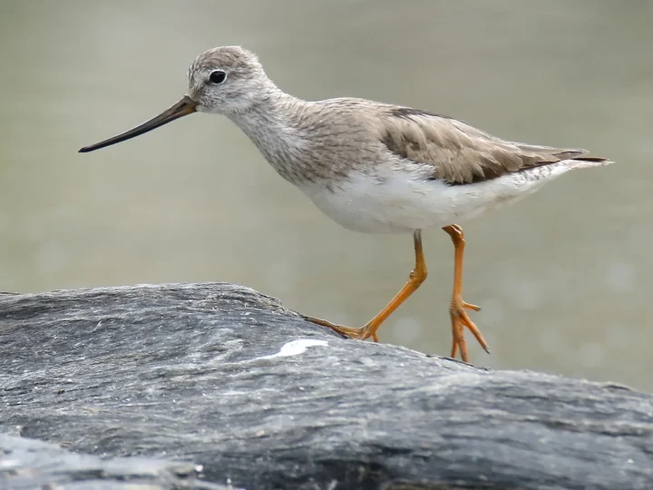 Terek Sandpiper showing key identification features