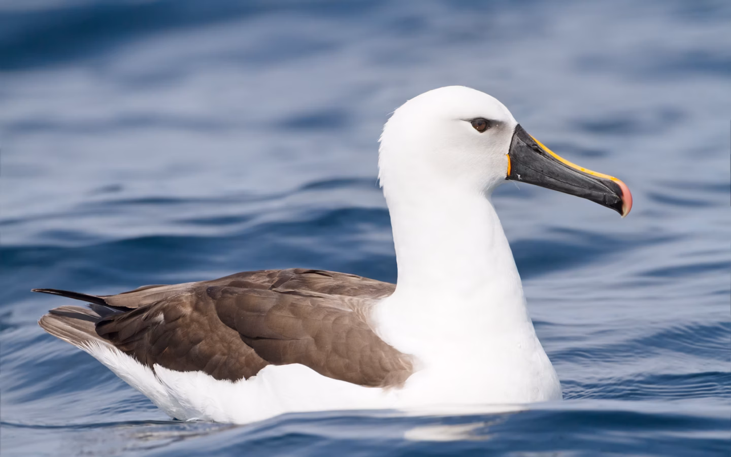 Indian Yellow-nosed Albatross showing dark upperwings, white underparts, grey head shading and yellow stripe along the upper bill