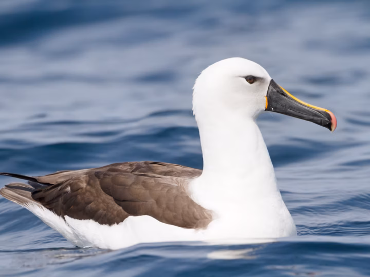 Indian Yellow-nosed Albatross showing dark upperwings, white underparts, grey head shading and yellow stripe along the upper bill