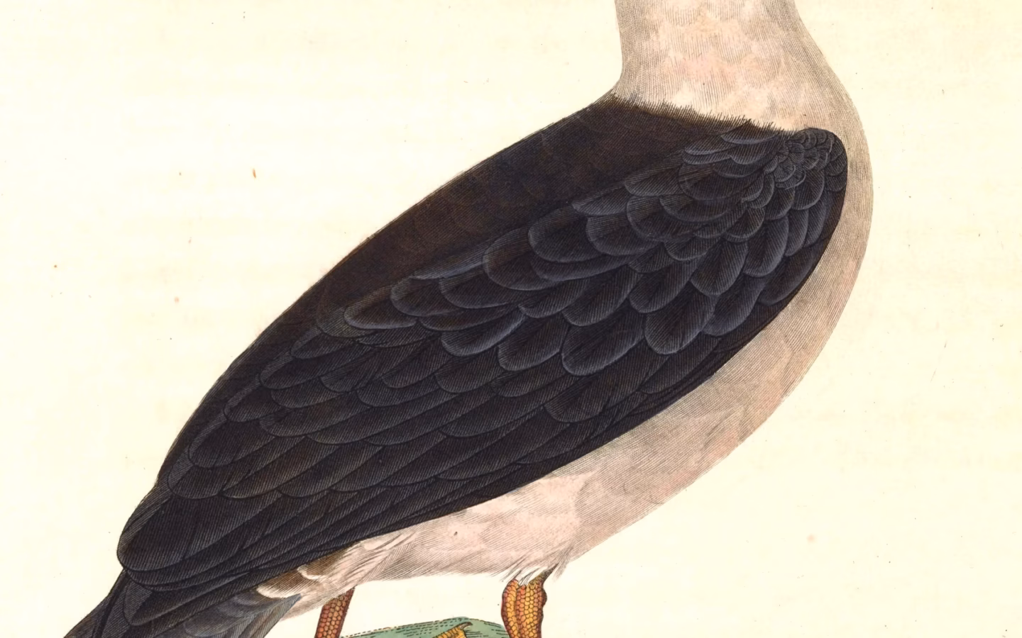 Black-browed Albatross showing white head with bold dark eyebrow, dark upperwings and yellow-orange bill