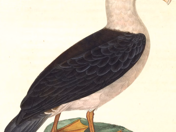 Black-browed Albatross showing white head with bold dark eyebrow, dark upperwings and yellow-orange bill