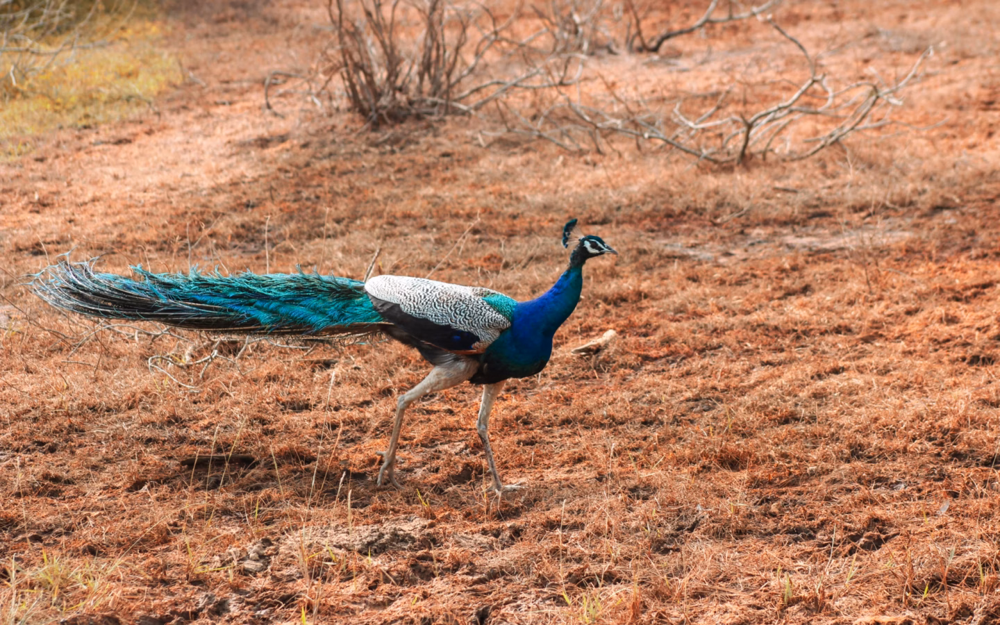Indian Peafowl showing male's vivid blue neck, crest and enormous eye-spotted train