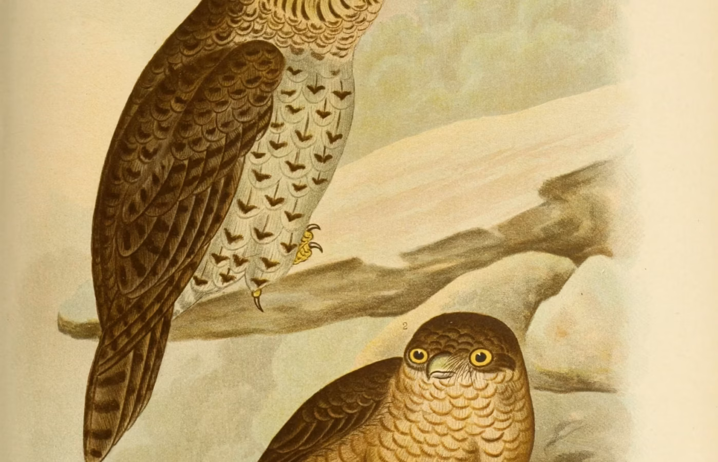 White-throated Nightjar showing mottled brown plumage, broad wings and prominent pale throat marking