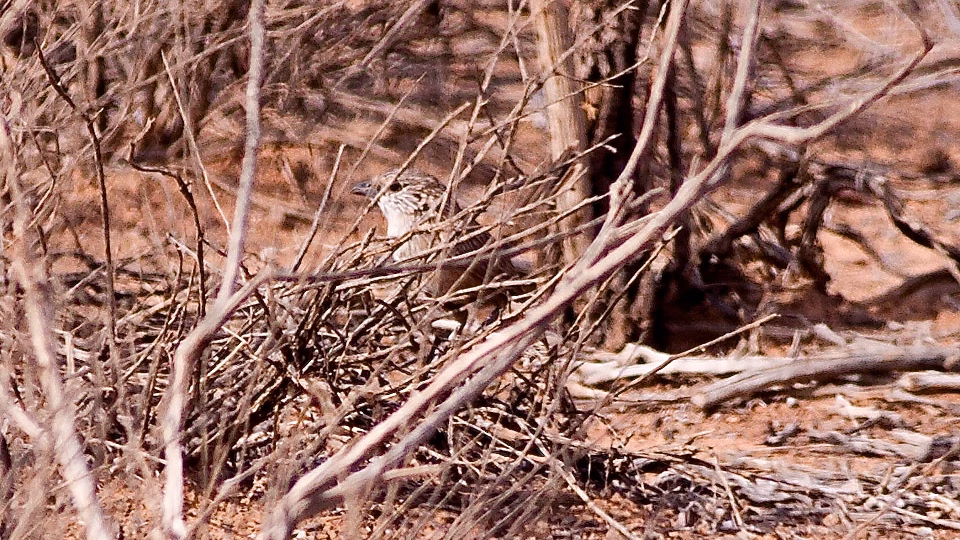 Thick-billed Grasswren showing key identification features