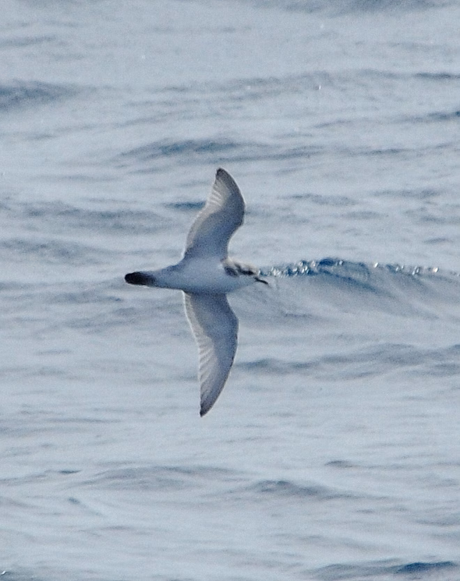 Thin-billed Prion showing small blue-grey prion with narrow bill, dark wing M and white underparts