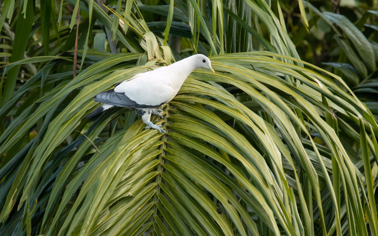 Torresian Imperial-Pigeon in Australia showing key identification features
