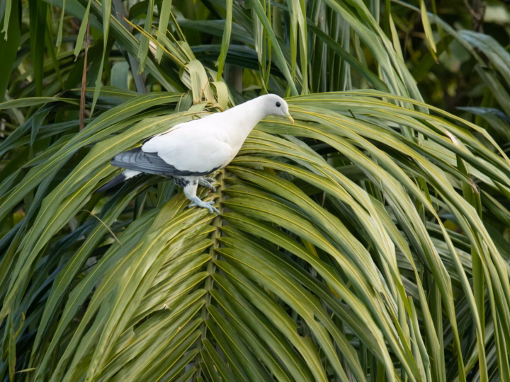 Torresian Imperial-Pigeon in Australia showing key identification features
