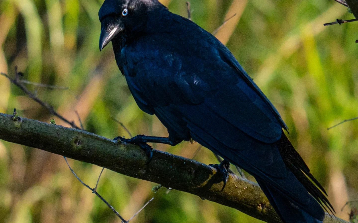 Torresian Crow with glossy black plumage and pale eye