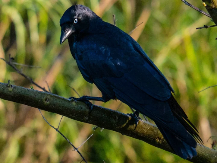 Torresian Crow with glossy black plumage and pale eye