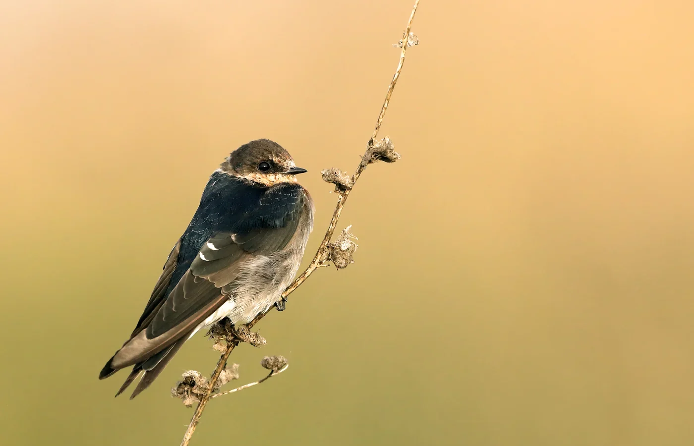 Tree Martin in Australia showing key identifying features