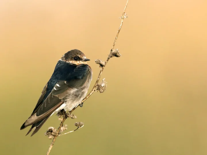 Tree Martin in Australia showing key identifying features