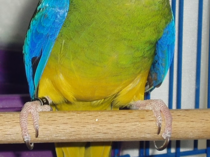 Turquoise Parrot in Australia showing key identification features: adult males show a bright turquoise-blue face and wings, yellow underparts and a red shoulder patch; females are greener and more subdued.