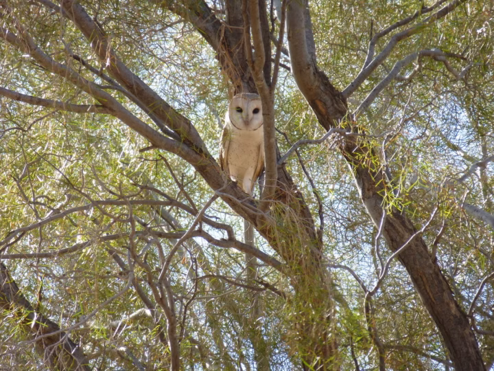 Eastern Barn Owl showing heart-shaped white facial disc, pale underparts and golden-buff upperparts spotted with dark marks