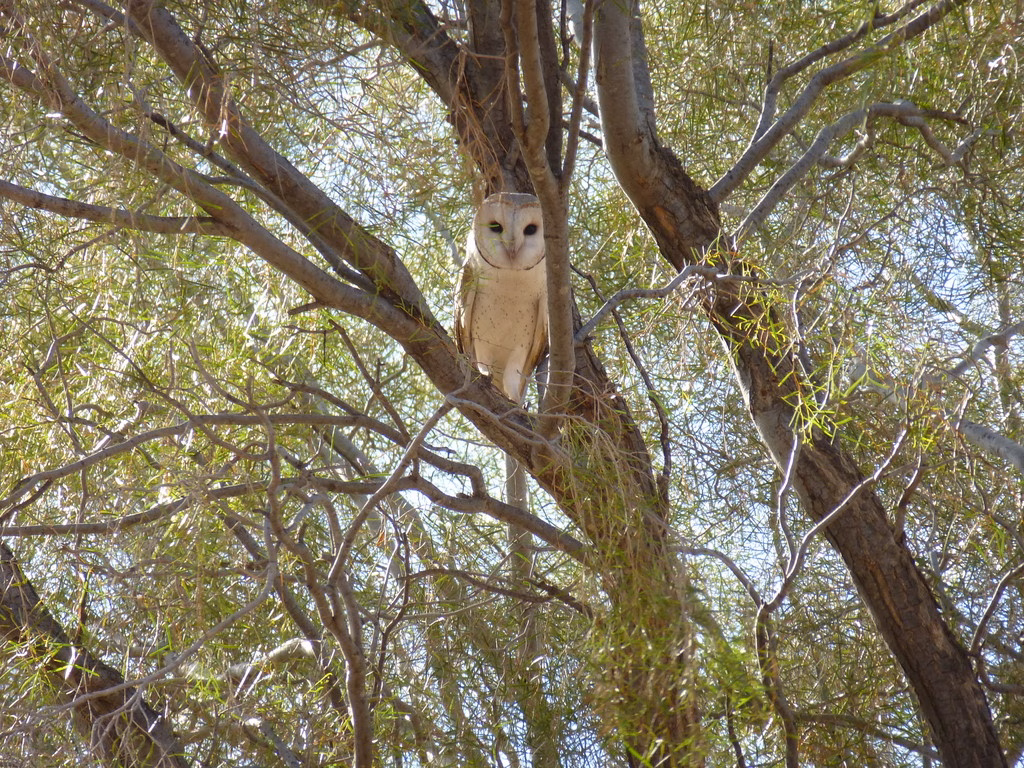 Eastern Barn Owl showing heart-shaped white facial disc, pale underparts and golden-buff upperparts spotted with dark marks