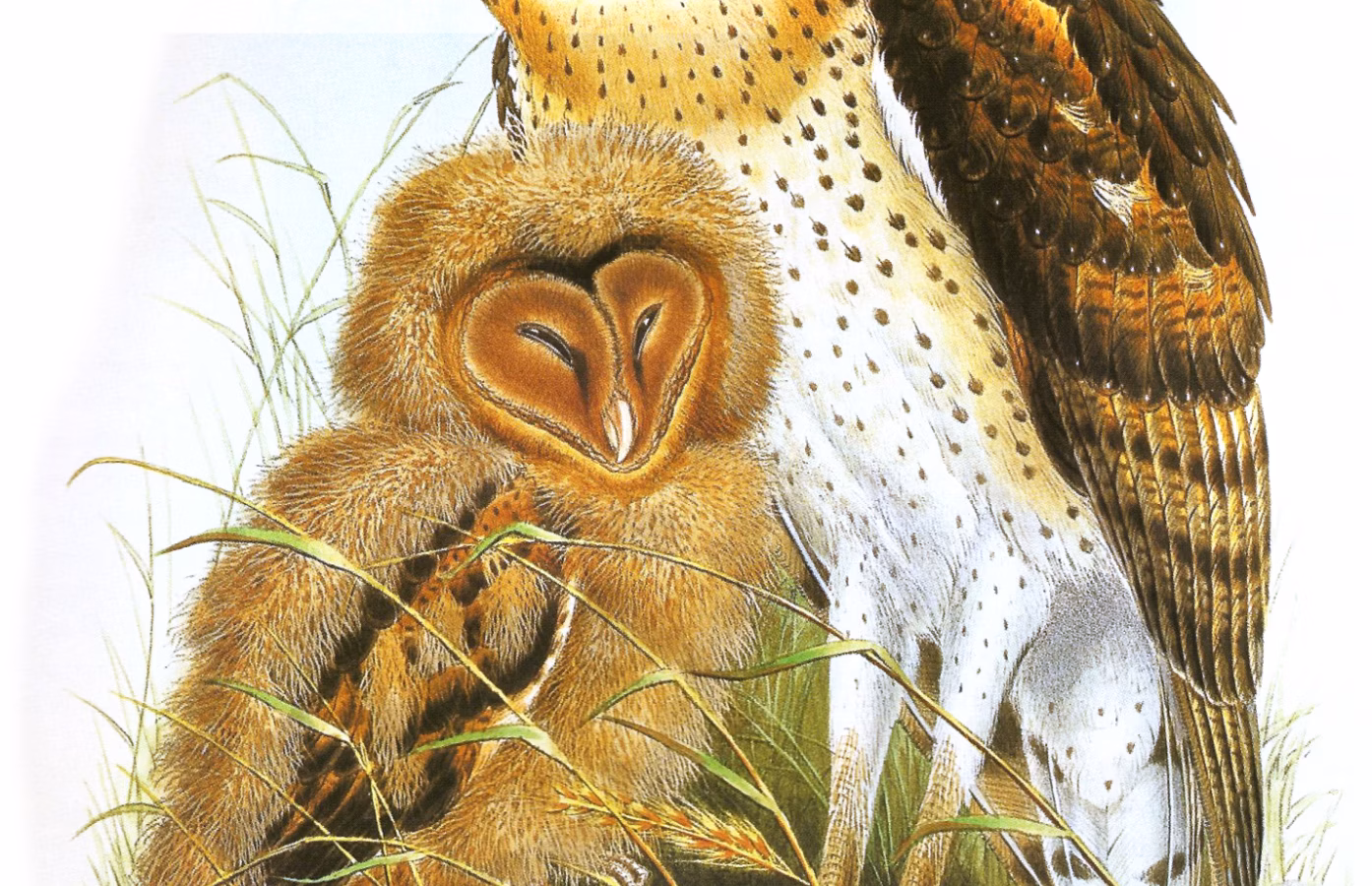 Eastern Grass Owl showing long legs, heart-shaped facial disc and dark-spotted tawny upperparts