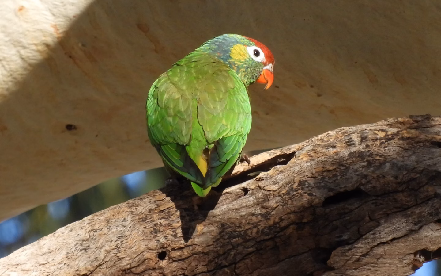 Varied Lorikeet in Australia showing key identification features: small green lorikeet with fine yellow streaking or scaling, red-orange facial markings and a bright bill; usually active high in flowering trees.