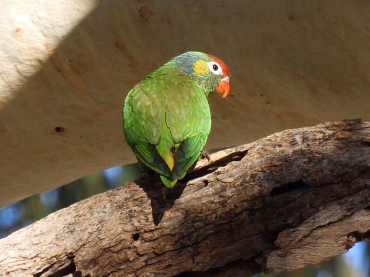 Varied Lorikeet in Australia showing key identification features: small green lorikeet with fine yellow streaking or scaling, red-orange facial markings and a bright bill; usually active high in flowering trees.