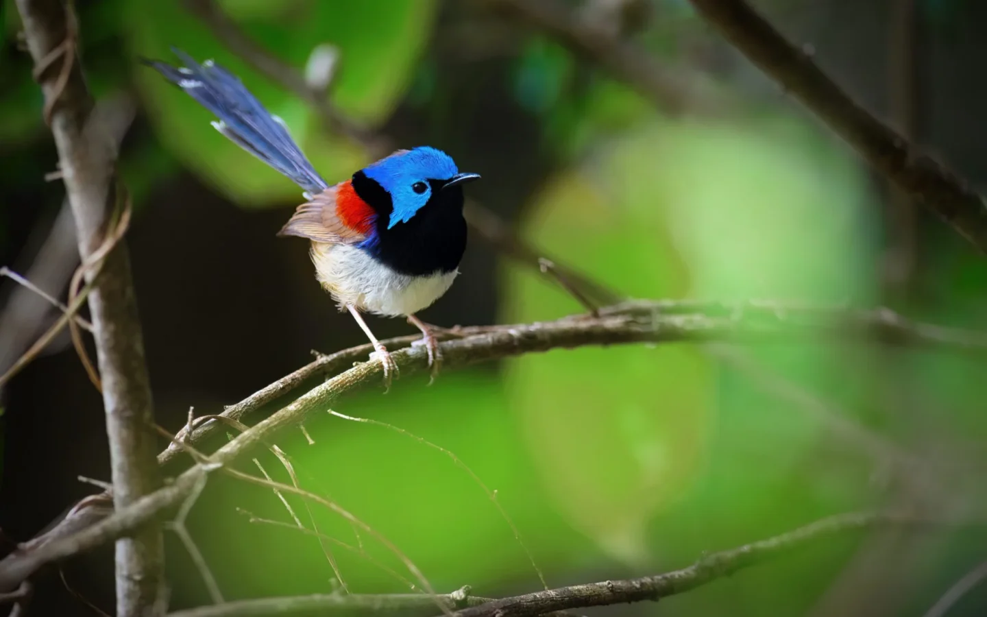 Variegated Fairywren in Australia showing key identifying features