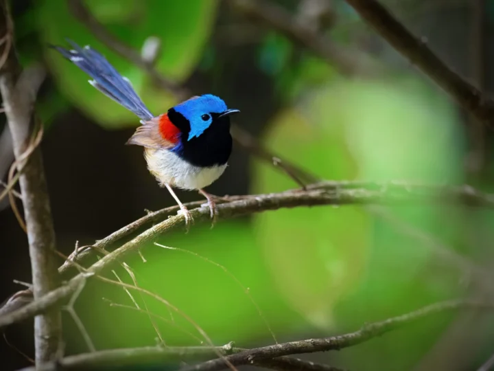 Variegated Fairywren in Australia showing key identifying features
