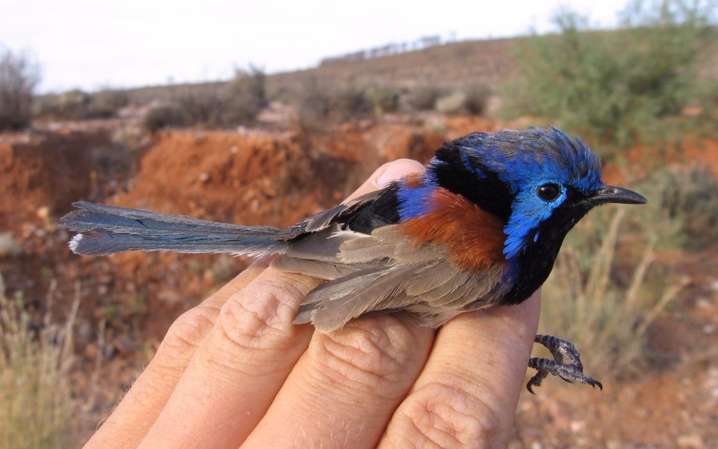 Purple-backed Fairywren showing male's purple-blue crown and back, black face and chestnut shoulders