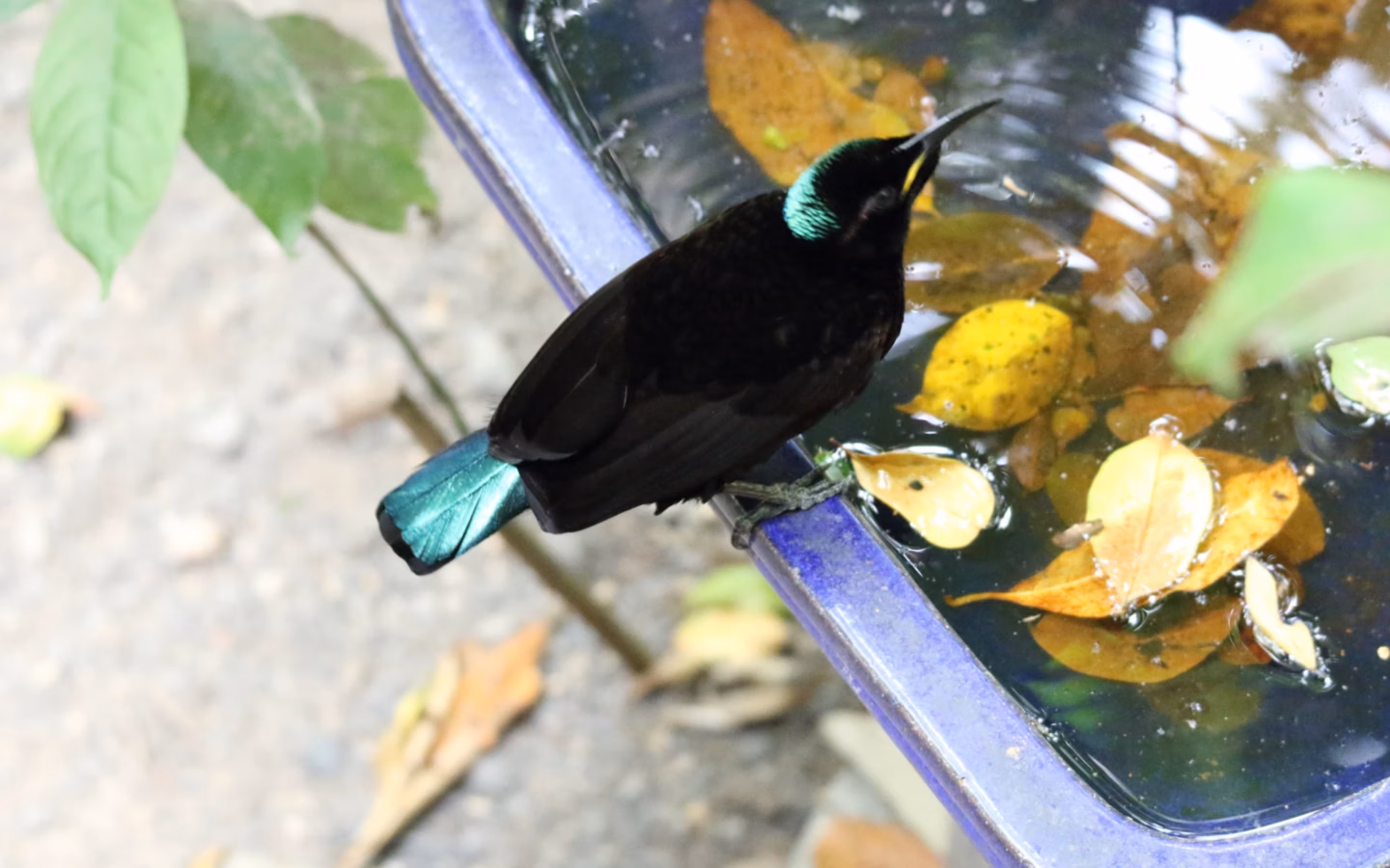 Victoria's Riflebird in Australia showing key identification features