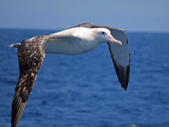 Wandering Albatross showing enormous wingspan, mostly white adult body and long pinkish bill