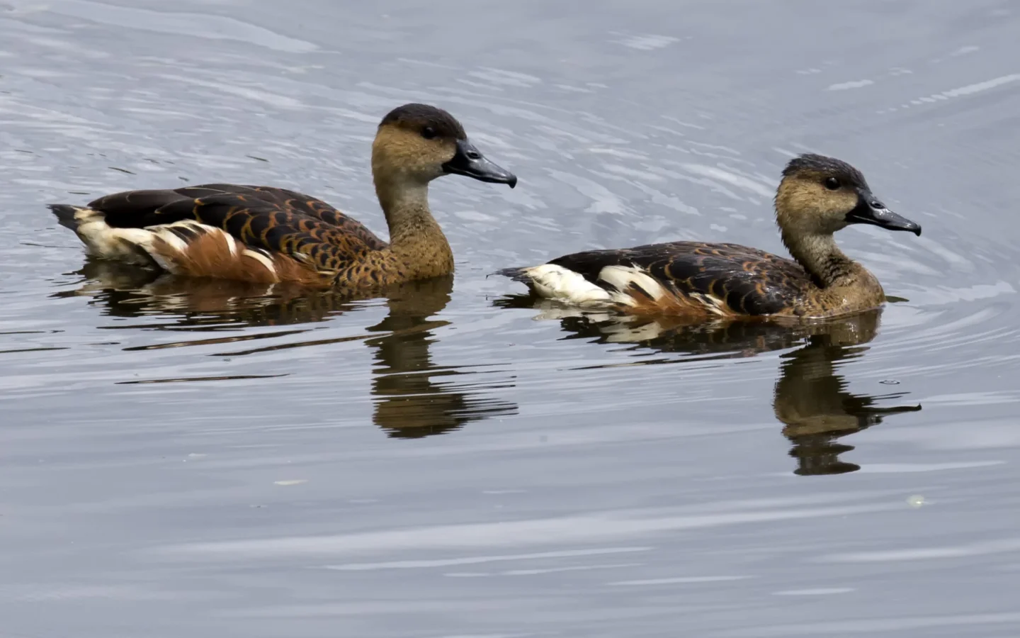 Wandering Whistling-Duck showing key identification features
