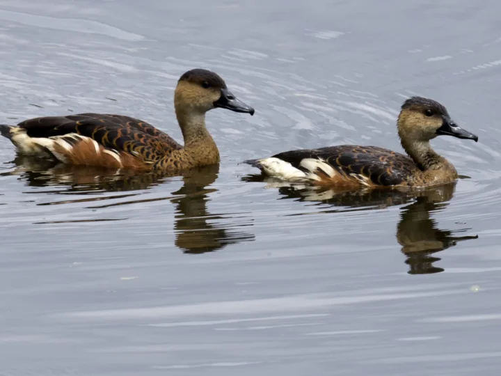 Wandering Whistling-Duck showing key identification features