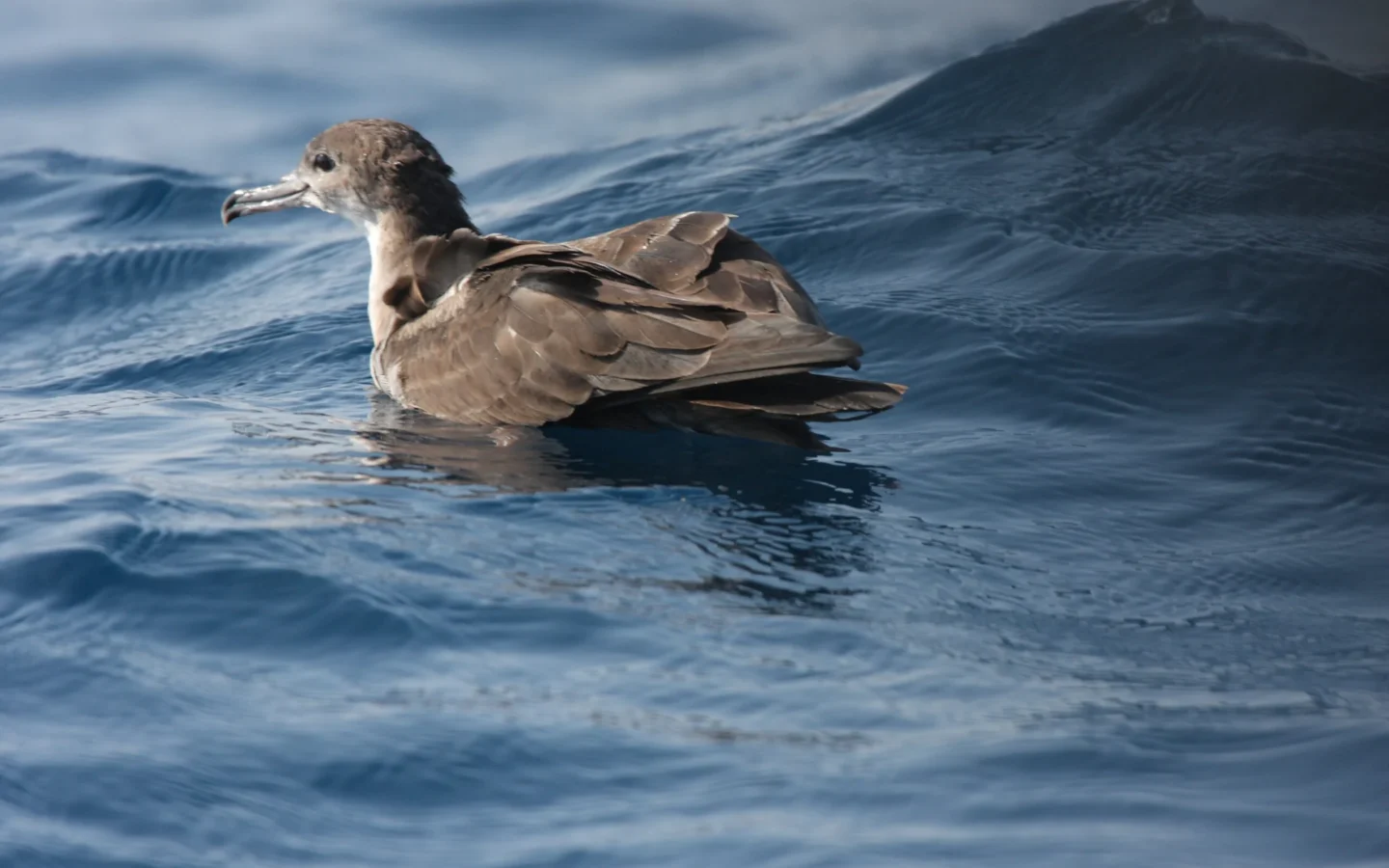 Wedge-tailed Shearwater showing key identification features