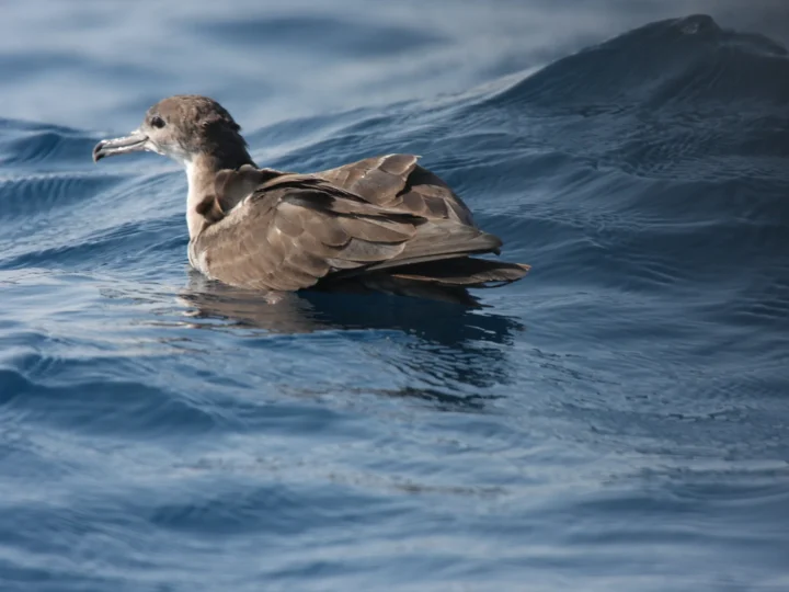 Wedge-tailed Shearwater showing key identification features